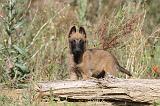 MALINOIS 266